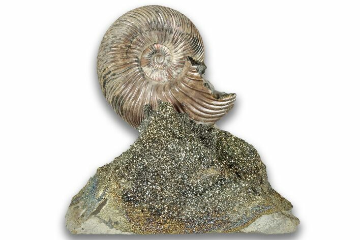 Iridescent, Pyritized Ammonite (Quenstedticeras) Fossil Display #324289